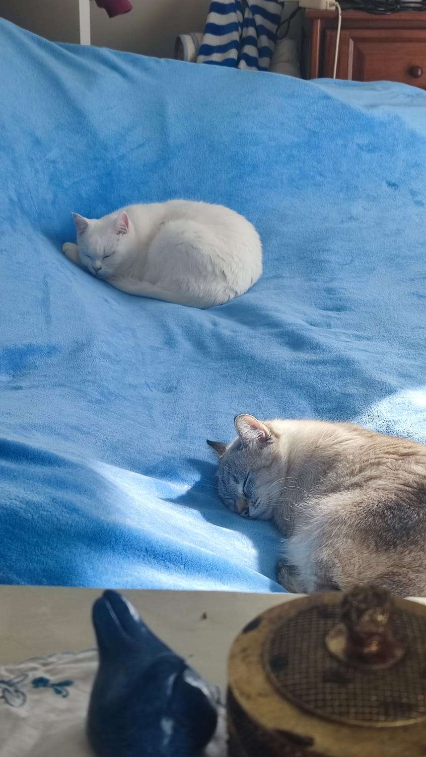 this is a friends kitty cat, named luna! i have slept over and confirmed she is absolutely soft and very pet'able. if you are reading this, this is a placeholder description until said kitty owner writes descriptions for the photos >:3